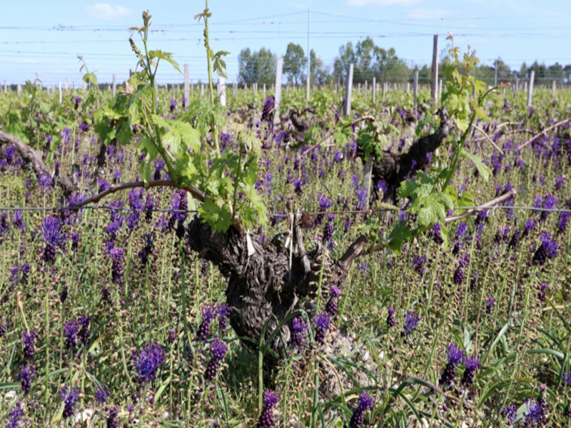 rượu vang chateau le coteau margaux