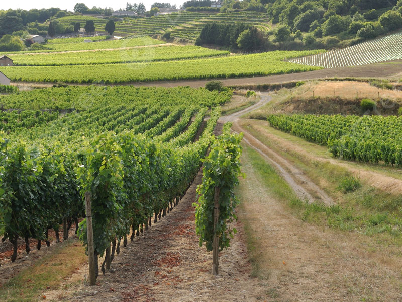 rượu vang pháp deux roches bourgogne tradition