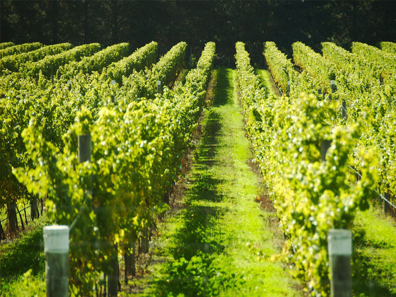 rượu vang pháp seguin-manuel meursault “genevrières” 1er cru