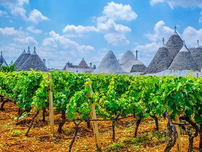 rượu vang treppini 15 gran trullo primitivo puglia doc