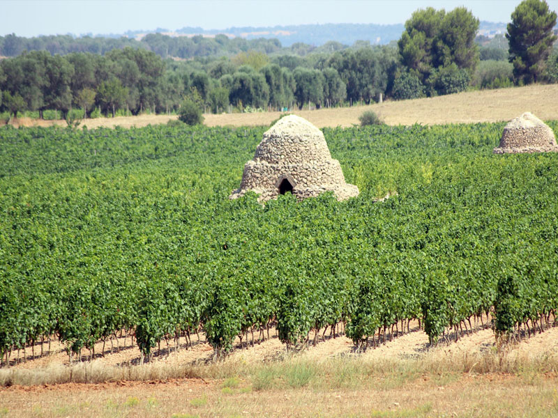 rượu vang treppini riserva primitivo gioia del colle