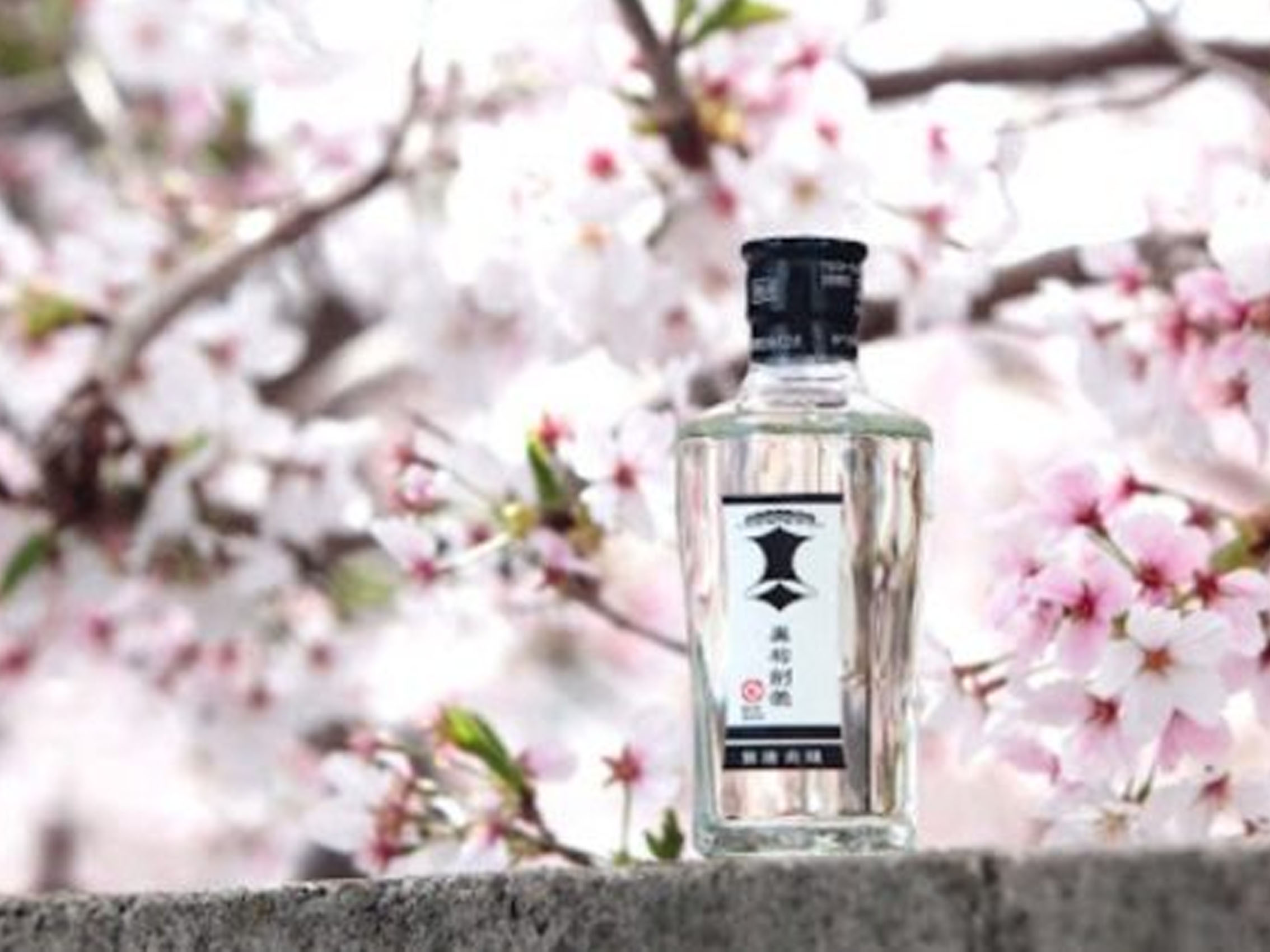 rượu sake kuromatsu kenbishi 17%