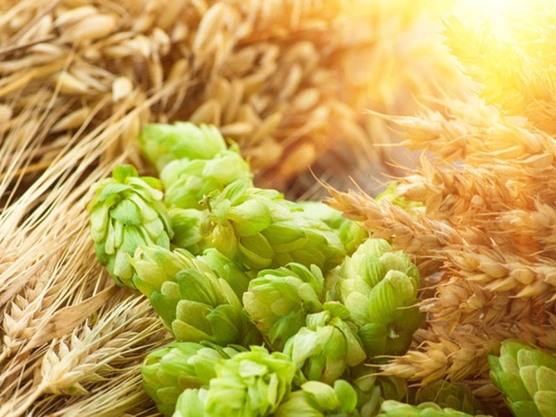 bia o.j pilsener 5% hà lan